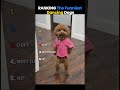 Ranking the Funniest Dancing Dogs🐶
