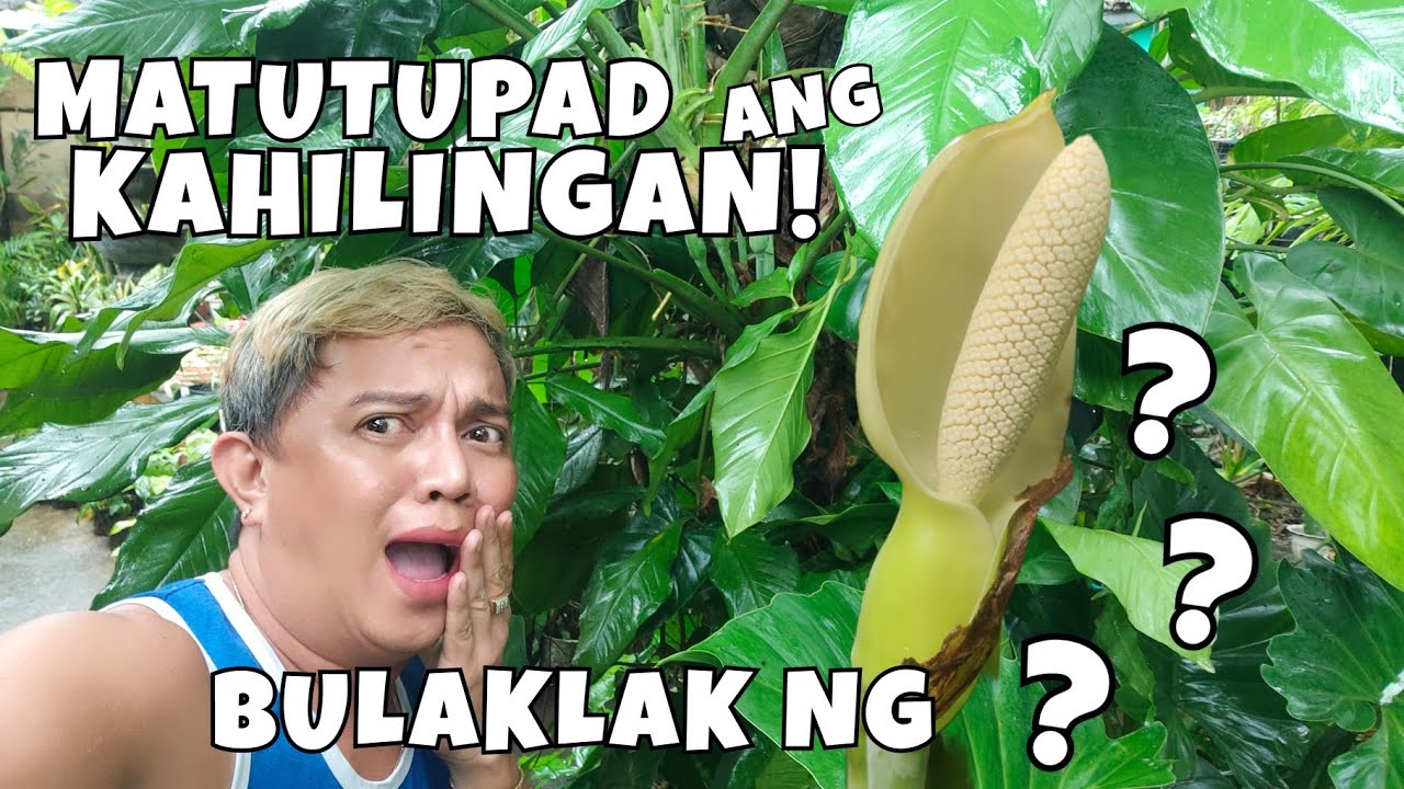 LUCKY FLOWERS OF SYNGONIUM PLANTS | WISHES COME TRUE WHEN THEY START TO BLOOMS