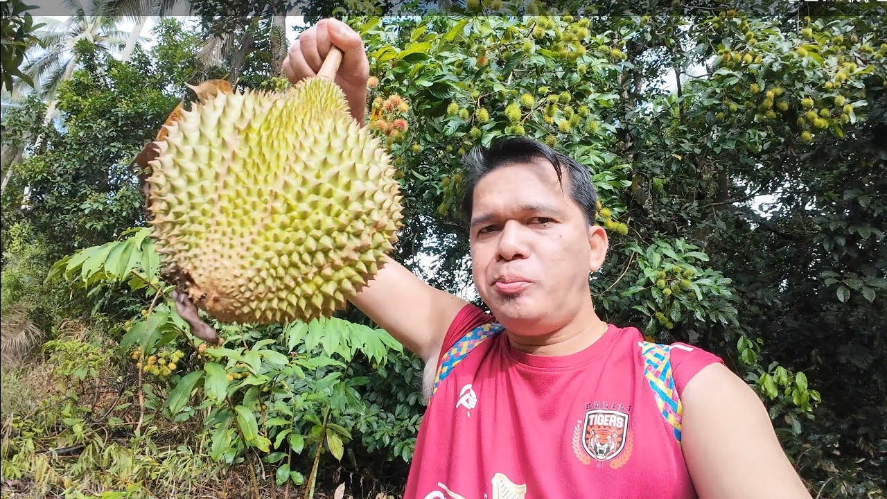 Aktiviti Pagi2 Dengan Kk Kumpul Buah Durian//Ambil Rebung Untuk Di Jual Di Gerai Sampun