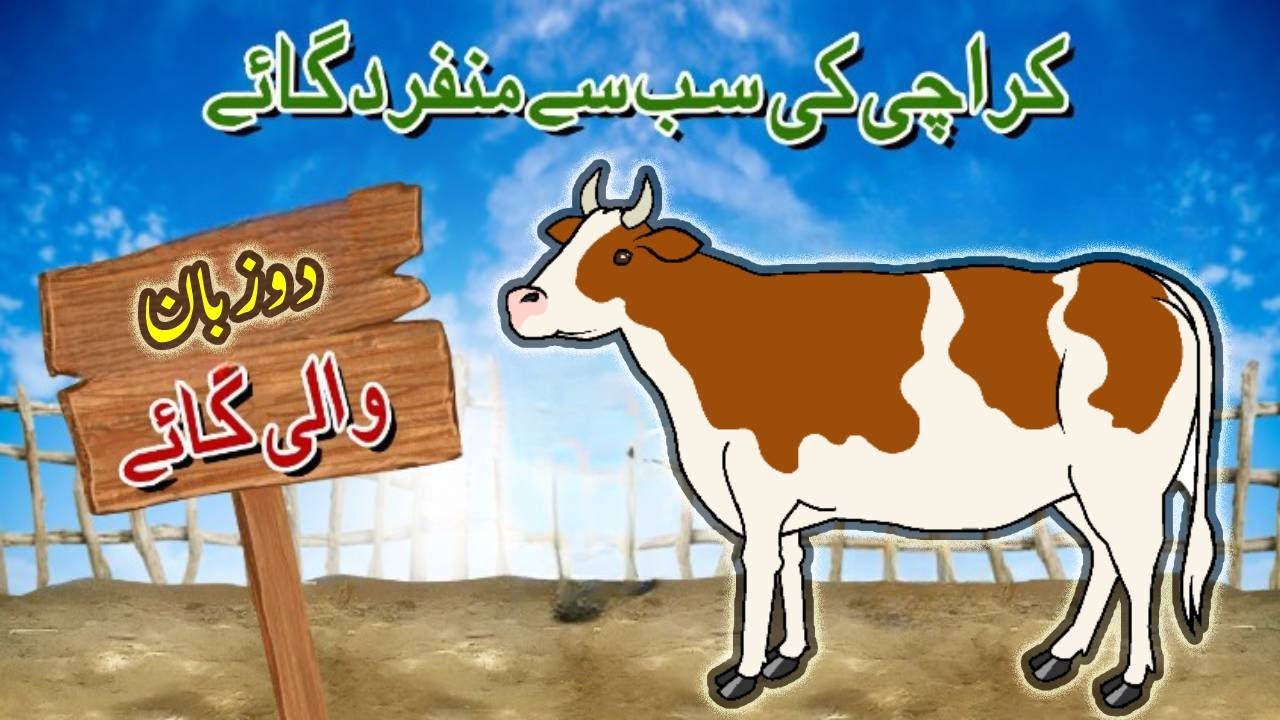 2 Zuban wali Cow | Anokhi Cow | JDC Qurbani 2023 | @jdcpakistan - YouTube