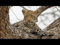 Leopard Cub Steals Impala Carcass