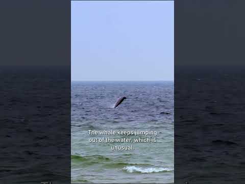 Video: Kodėl snapuotieji banginiai retai matomi?