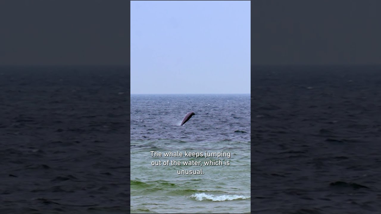 Film backdrop image for Sowerby's Beaked Whale in the Baltic Sea (2022)