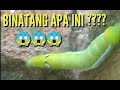 TERNYATA ULAT INI MESIN PENGHABIS DAUN BUNGA