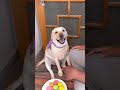 Pet Dog setting the RULE #funny