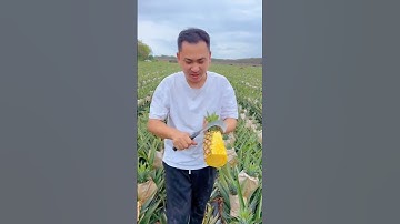 How to grow pineapples 🍍 using a store-bought pineapple! creative explained #citygardening