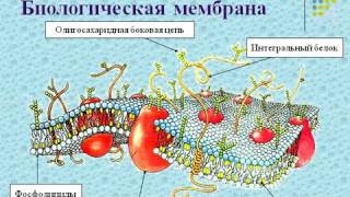 Строение клетки (9кл).AVI Строение клетки (9кл).AVI