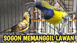 Pancingan sogon agar cepat bunyi || Kicau sogok ontong memanggil lawan