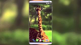 Giraffe Live Wallpaper