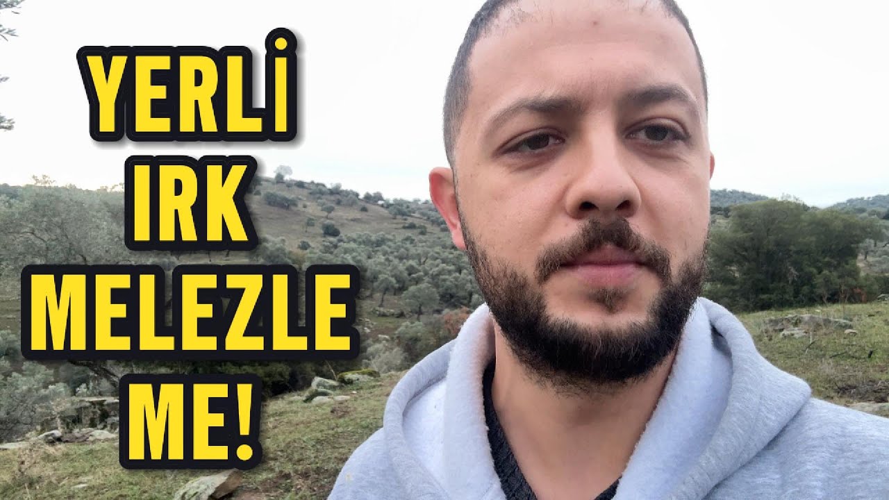 YERLİ MELEZİ Mİ? ORİJİNAL ANGUS MU?