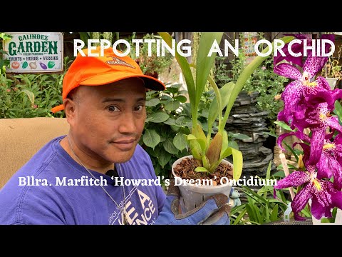 Video: Kolonisering Af Oncidium-orkidérødder Af Endofyten Piriformospora Indica Begrænser Erwinia Chrysanthemi-infektion, Stimulerer Ophobning Af NBS-LRR-resistensgen-transkripter Og Unde