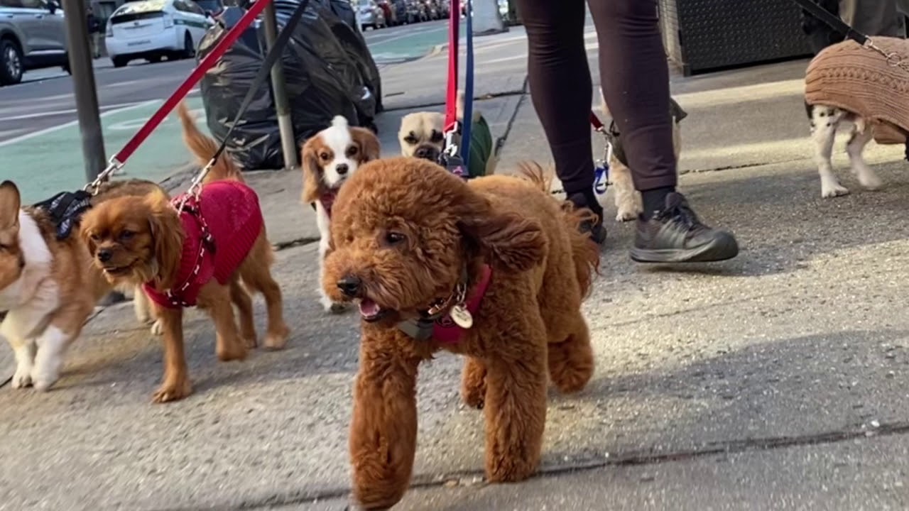 Dog Walker NYC Murray Hill 2 Hour Group Walks For Small Dogs The K9