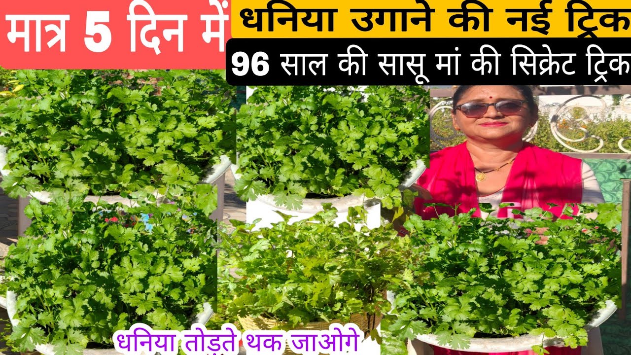 Coriander (धनिया) Grow karne ka new trick/ जाने मेरी 96 साल की सासू मां से/ only 5 days mein 