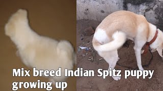 Mix breed indian spitz puppy growing up by Pomtoy Dishu 11,276 views 3 years ago 1 minute, 29 seconds