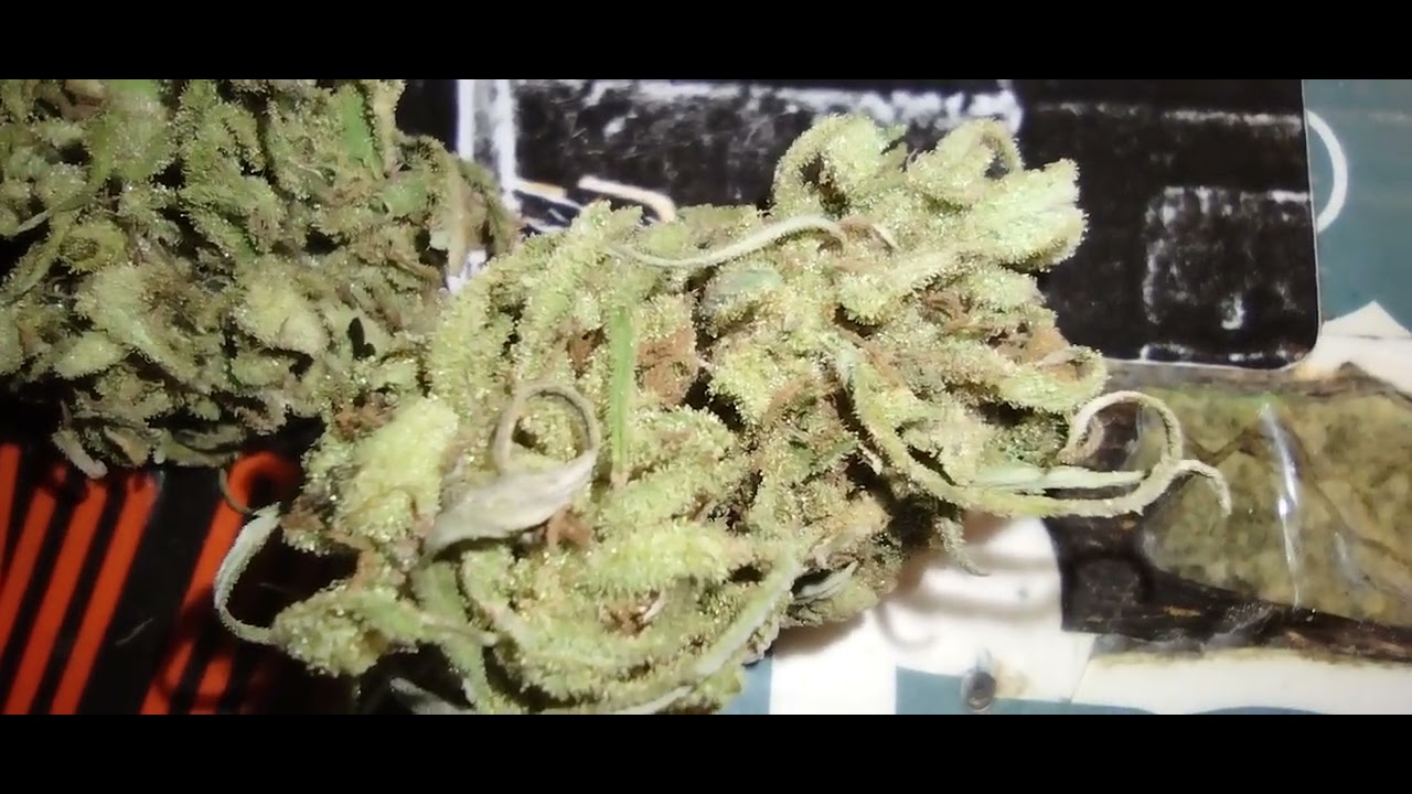 Peppermint stick hybrid indica dominate 