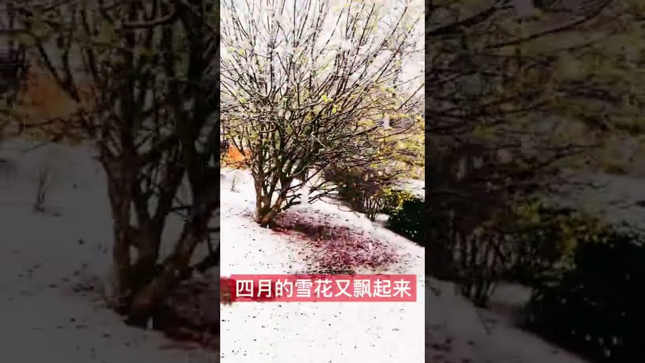 又见四月的雪花飘 Youtube 又见四月的雪花飘 Youtube