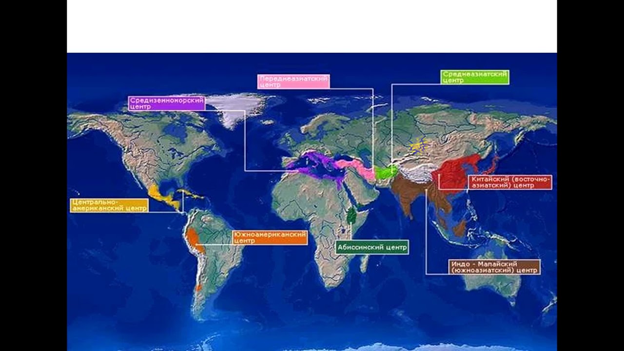 таблица селекция растений центры происхождения культурных растений. определил центры происхождения культурных. средиземноморский центр происхождения культурных растений на карте. и вавилову. южноазиатский центр происхождения культурных растений.