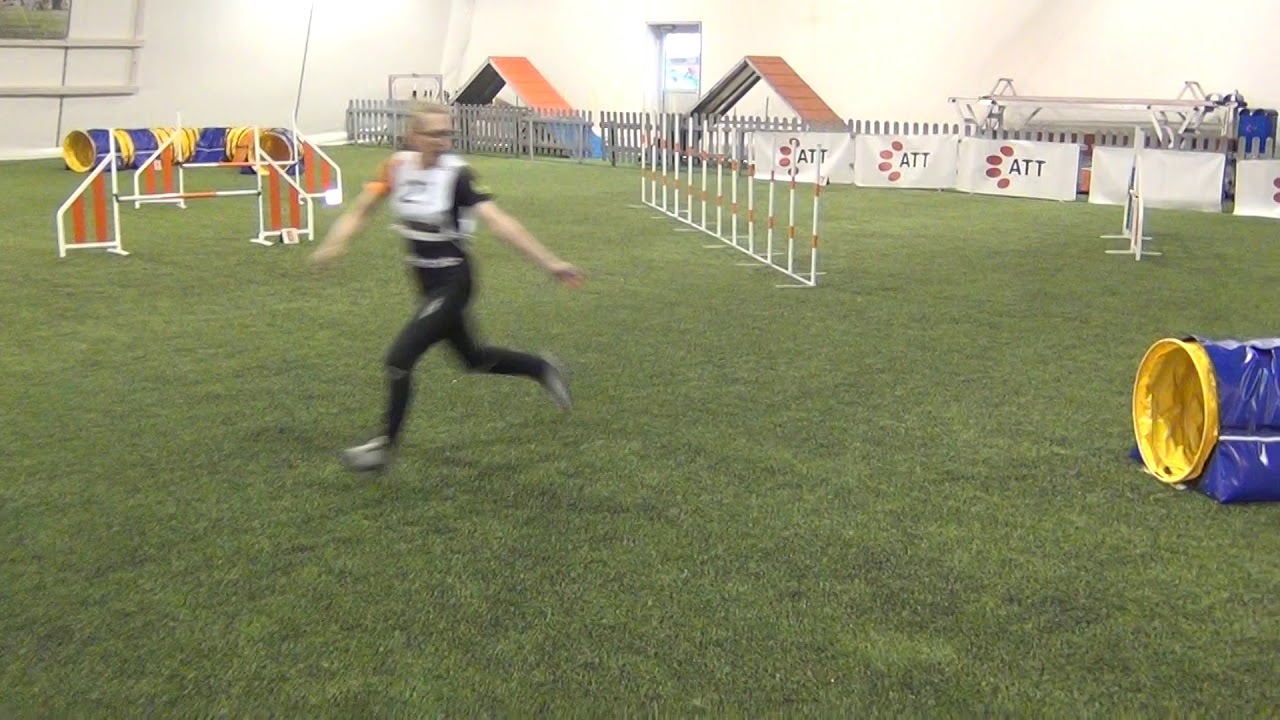 Vekara Agility , Kelpie , Kasku