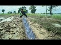 Wow Amazing Fishing! A lot of catch fish in mud by hand a fisher woman - Best Hand Fishing