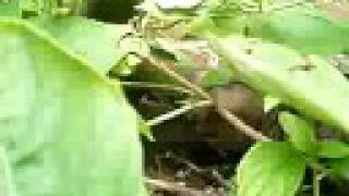 Vidéo YouTube