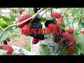 MURBEI Cihideung Wisata Bunga || Mulberry
