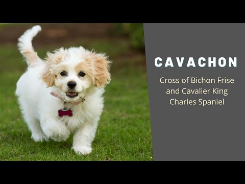 Cavachon The Pretty Cross Of Bichon Frise And Cavalier King