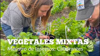 VEGETALES MIXTOS: Muestro de Insectos, Cuadrantes