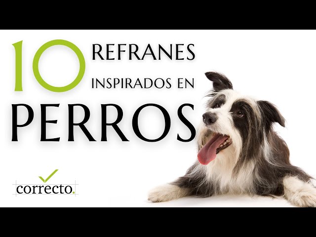 Perros Graciosos Con Refranes 67 Ideas De Humor De Animales Y Frases
