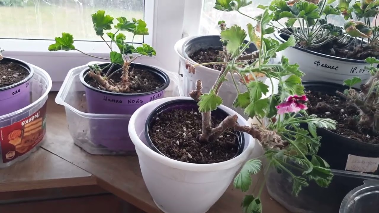 Королевская пеларгония. Отвечаю на вопрос