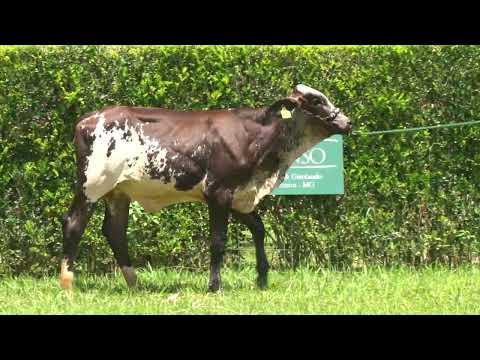 LOTE 17   GIROLANDO PRIME REMANSO   0777CB