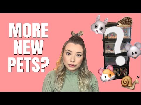 INTRODUCING MY NEW PETS!