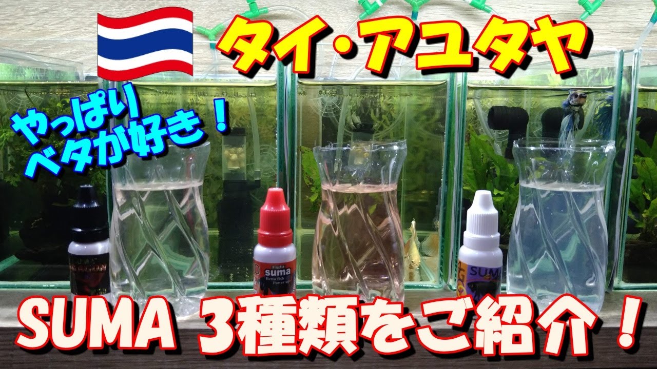 suma 9個セット ベタ飼育 水草