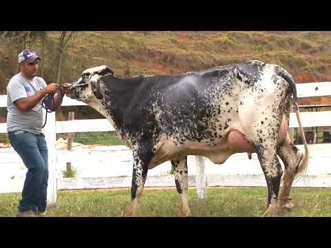 LOTE 4   273   AGROPECUÁRIA SÃO PEDRO   LEILÃO ALIANÇA GENÉTICA