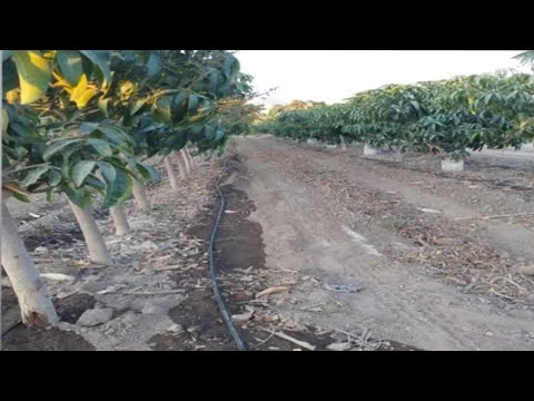 Vídeo: Poda d'arbres de salze: aprèn a tallar un arbre de salze