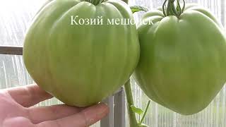 60 лучших сортов томатов - сезон 2021. Часть 1.