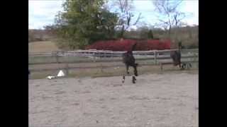 Fillipp  2010  (Rousseau) at Riverstone Farm Warmbloods