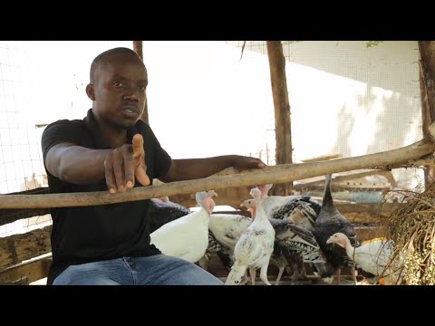 Video: Njia 3 za Kutaga mayai ya Goose