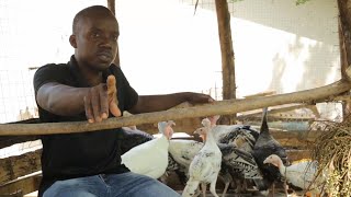 JUA NJIA SAHII ZA KUZAJI WA BATA MZINGA KUANZIA KIFARANGA HADI KUKUA KWAKE-