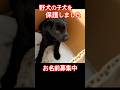 野犬の子犬　お名前募集