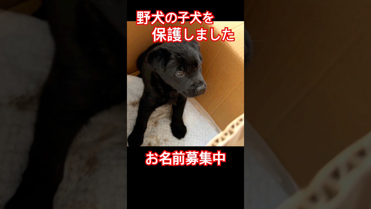 野犬の子犬　お名前募集