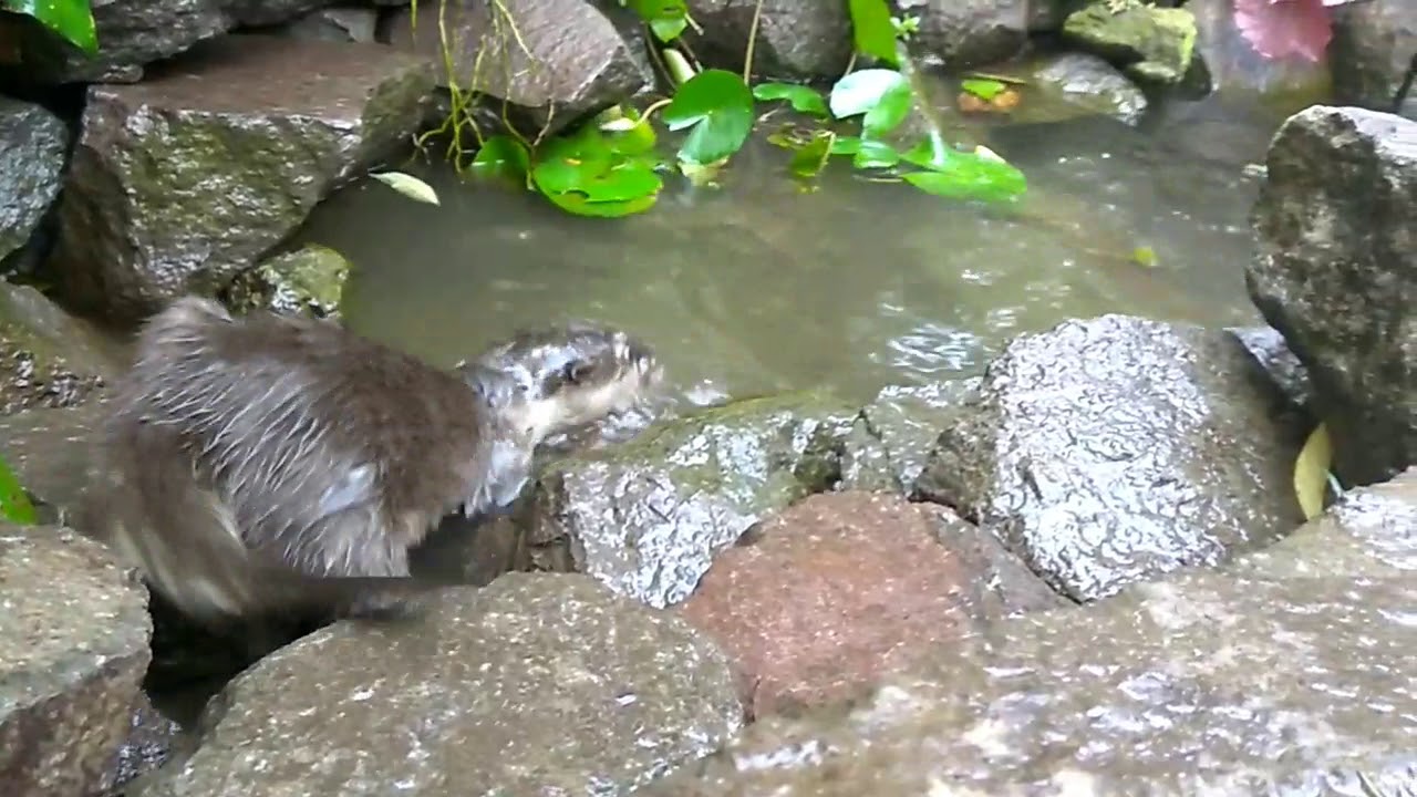 Cita Cito Si Berang Berang Mandi Bareng Otter Hewan Exotik