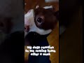 ignore my voice lol💖✨ #dog #bostonterrier