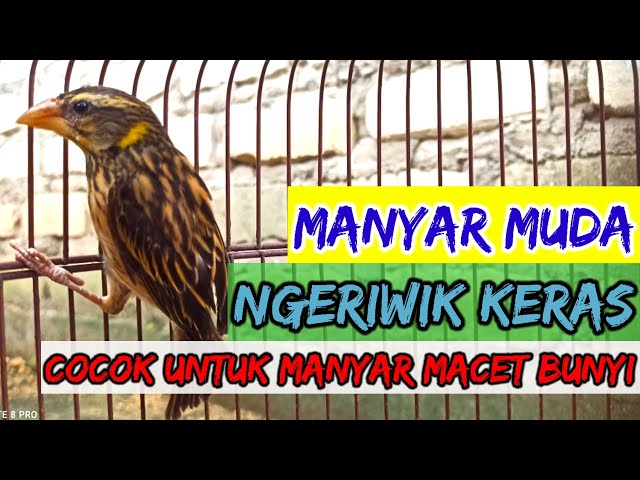 crecetan burung manyar paling dicari #manyar #manyargacor #burungmanyar class=