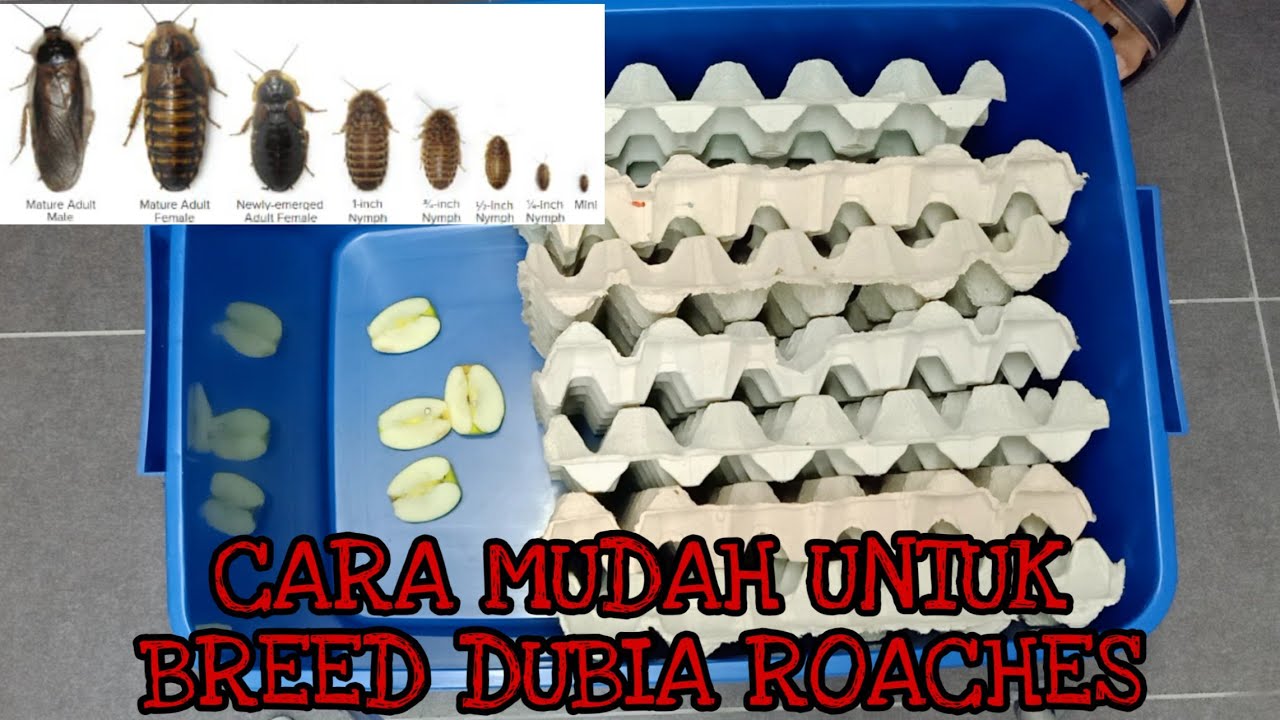 Cara mudah untuk breed Dubia roaches. Makanan terbaik untuk peliharaan