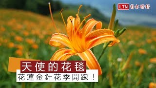 花蓮金針花季開跑！ 六十石山花況搶先看