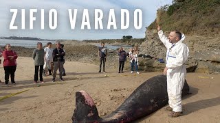 Un Zifio de Cuvier varado en Loredo (Cantabria)