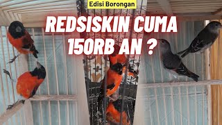 Makin ngerii ! Burung redsiskin gacoran dan betina siapan diborong mulai 150ribuan ??? Jenis Klasik