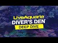 LiveAquaria® Diver’s Den® Deep Dive: Lemonpeel Angelfish (Centropyge flavissima)