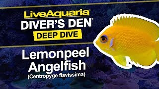 LiveAquaria® Diver’s Den® Deep Dive: Lemonpeel Angelfish (Centropyge flavissima)