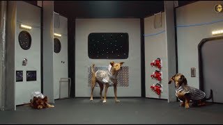 Invasion of the Space Squirrels! August 2017's BarkBox Theme